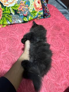 Persian male kitten urgent Sale and soryy photo thorii blur hy