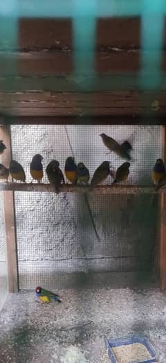 Common and Loutino Gouldian Finches