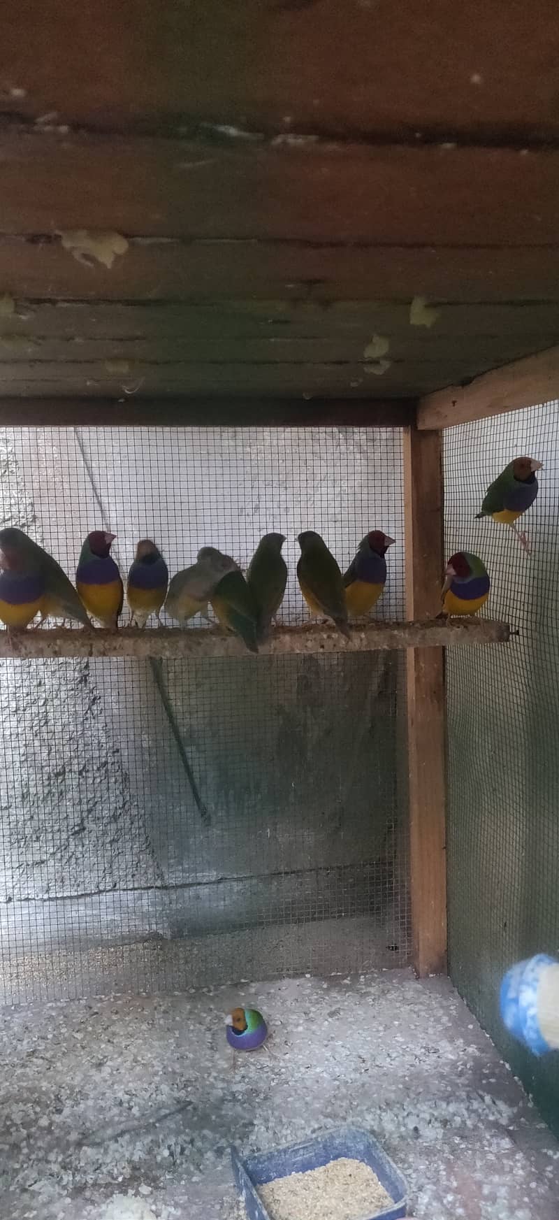 Common and Loutino Gouldian Finches 4