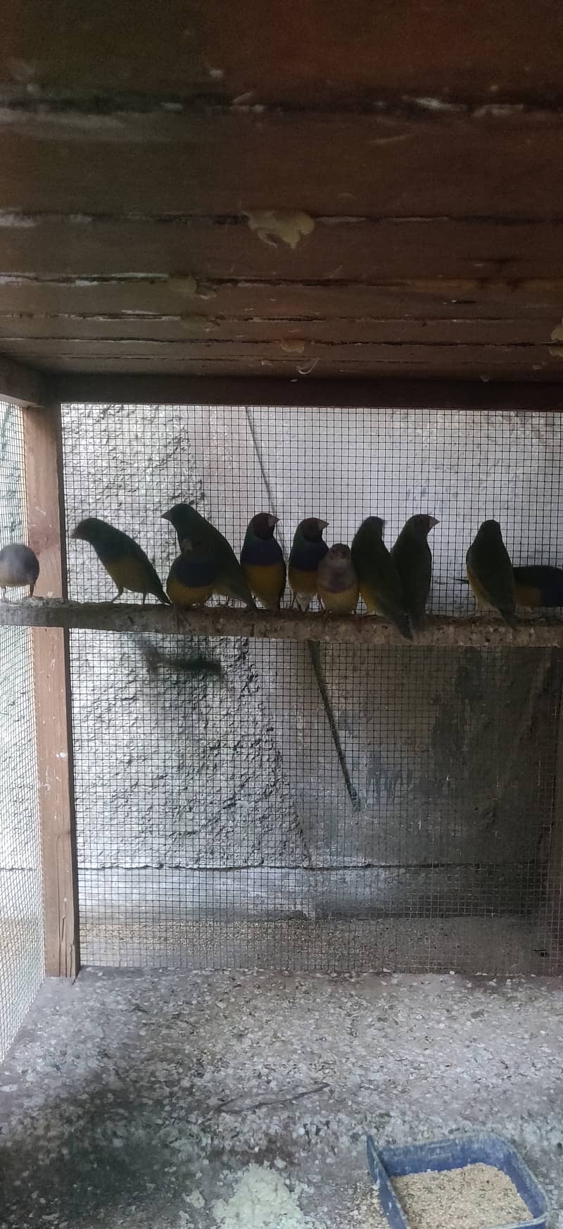 Common and Loutino Gouldian Finches 5