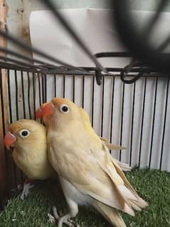 Pastelino (parblue pastel)  lovebird fisher ficher not split Ino bird 0