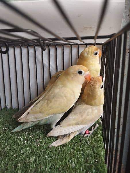 Pastelino (parblue pastel)  lovebird fisher ficher not split Ino bird 2