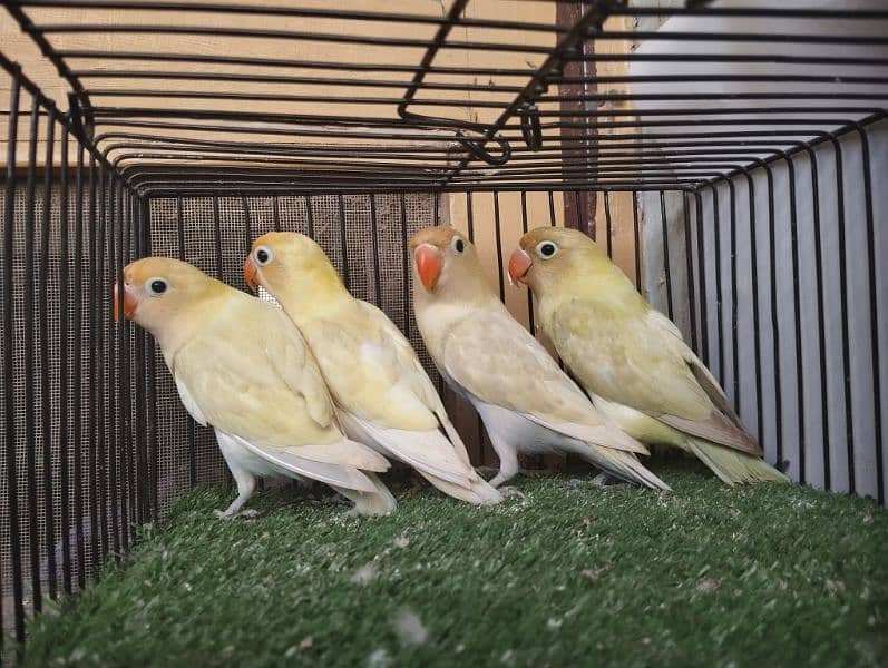 Pastelino (parblue pastel)  lovebird fisher ficher not split Ino bird 3