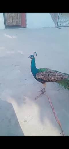 peacock