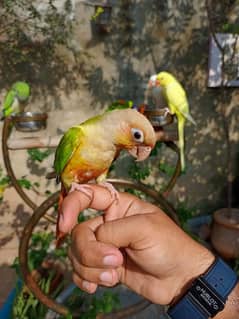 Handtame conure | rump parrot | monk bird | cocktail