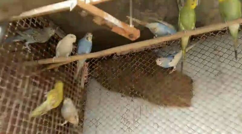 Australian parrot ready to breed 6