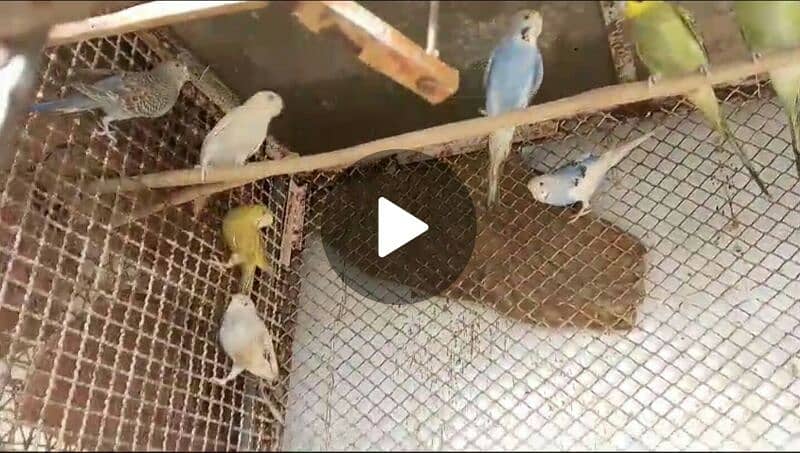 Australian parrot ready to breed 7