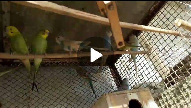 Australian parrot ready to breed 8