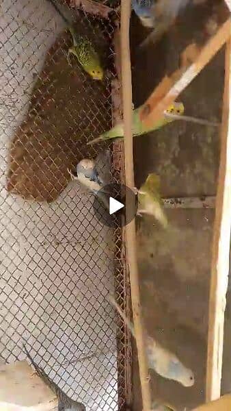 Australian parrot ready to breed 10