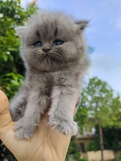 Persian Russian cat for sale