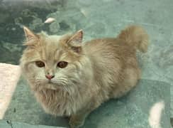 12 month old  female Persian cat full vaccinenated very human friendl