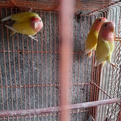 lutino lovebird 3 pieces.