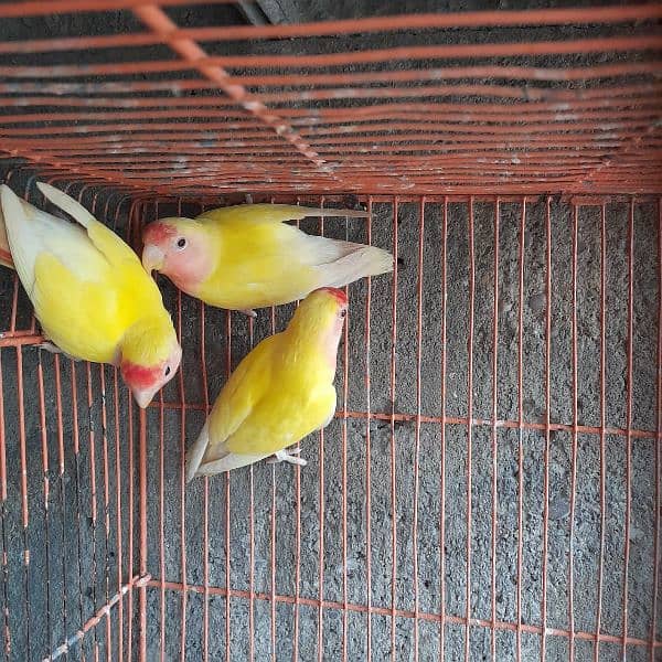 lutino lovebird 3 pieces. 1