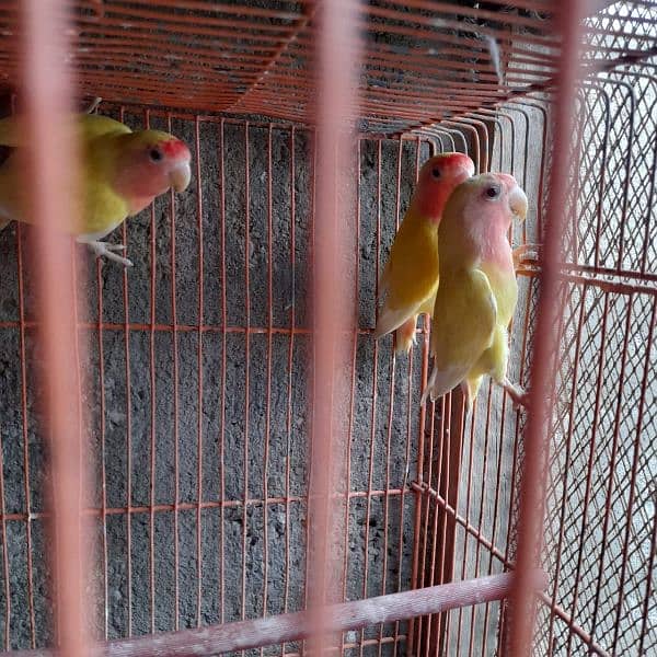 lutino lovebird 3 pieces. 2