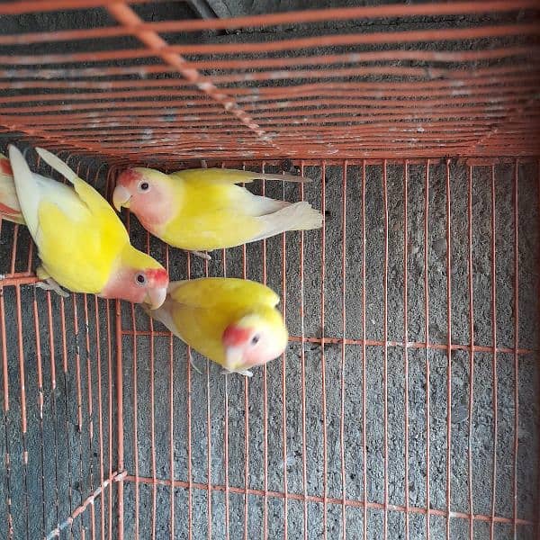 lutino lovebird 3 pieces. 3