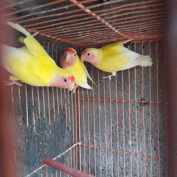 lutino lovebird 3 pieces. 5