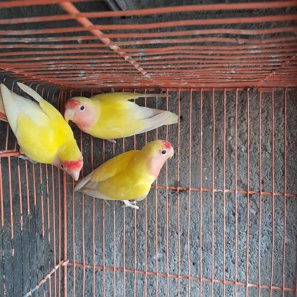 lutino lovebird 3 pieces. 6