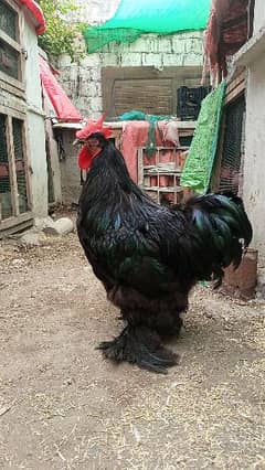 black buff Cochin heavy male for sale