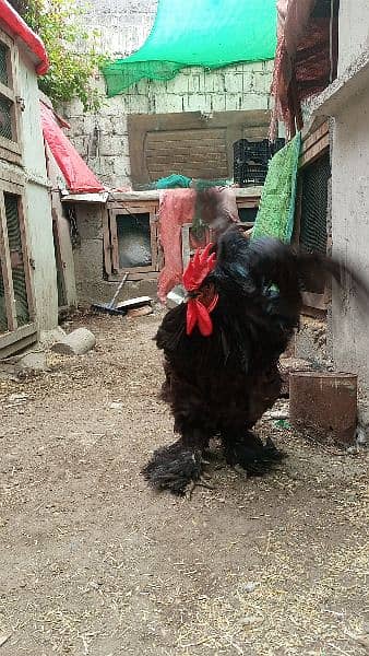 black buff Cochin heavy male for sale 1