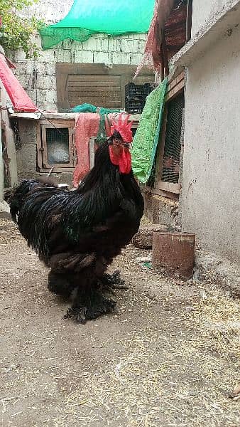 black buff Cochin heavy male for sale 2