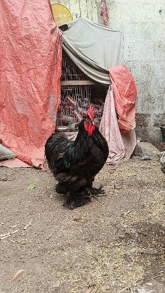 black buff Cochin heavy male for sale 3