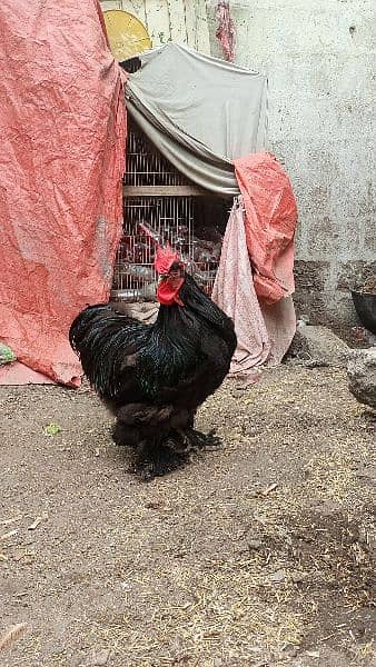 black buff Cochin heavy male for sale 4