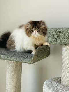 CFA registered , Pure Persian female.