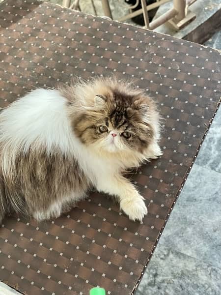 CFA registered , Pure Persian female. 1