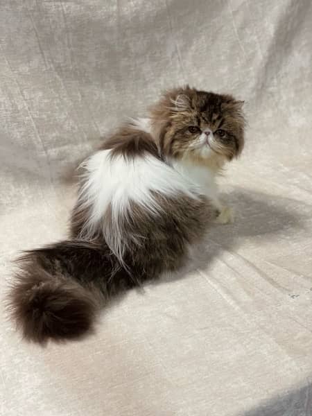 CFA registered , Pure Persian female. 2