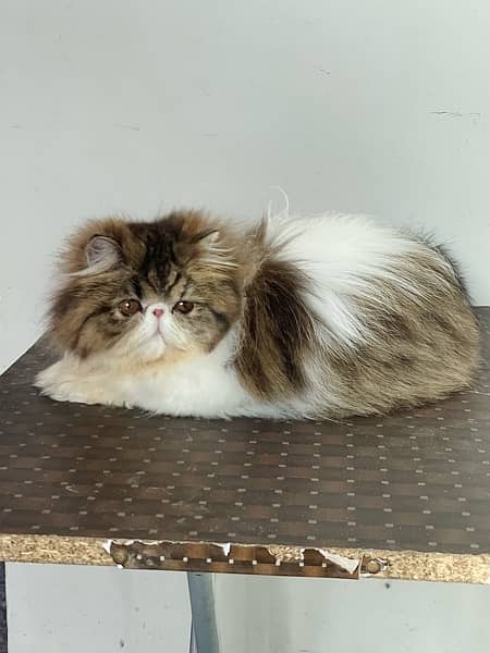 CFA registered , Pure Persian female. 3