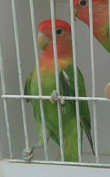 1 Male Rosicoli Green Opaline 1