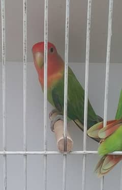 1 Male Rosicoli Green Opaline 0