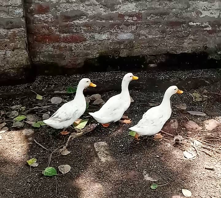 Desi Ducks and pekin ducks Avaliable set۔ mascovy chicks avaliable 3