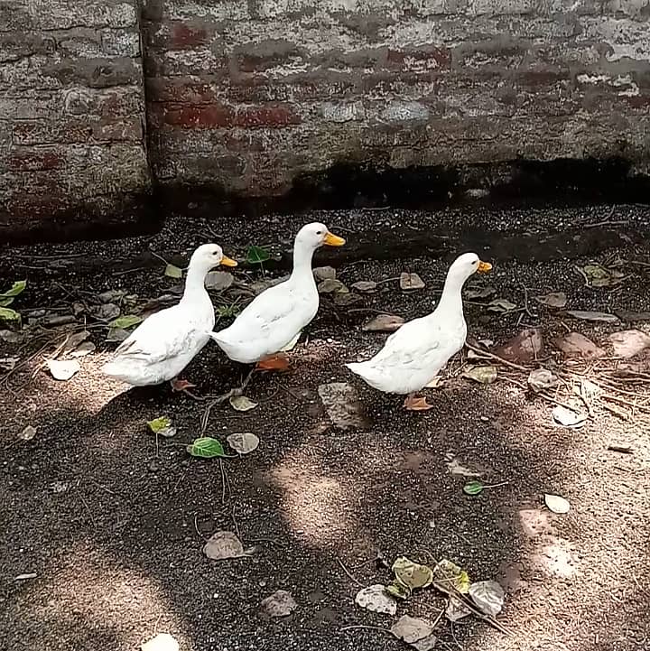 Desi Ducks and pekin ducks Avaliable set۔ mascovy chicks avaliable 4