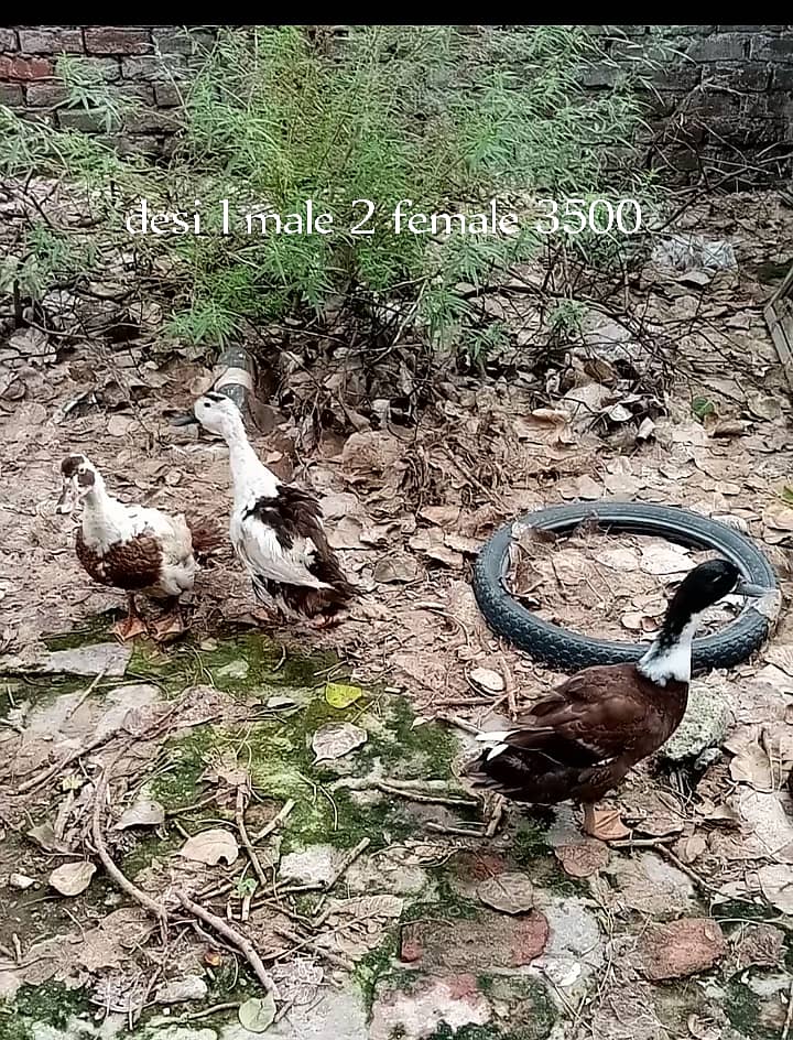 Desi Ducks and pekin ducks Avaliable set۔ mascovy chicks avaliable 0