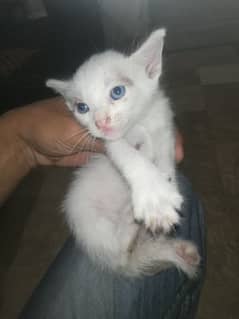 Kitten white colour ma 2 kittens male and female