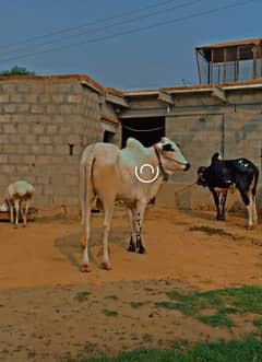 Dairy Farm