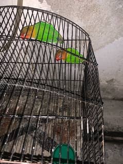 lovebird