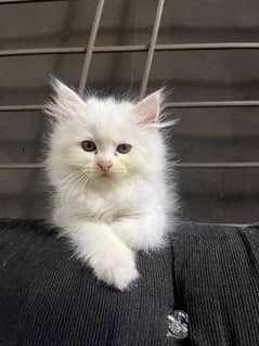 Persian Kitten, Triple Coated