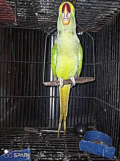 raw parrot