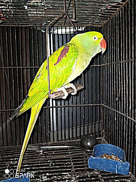 raw parrot 2