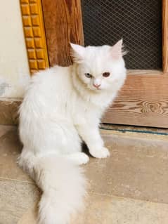 Persian cat