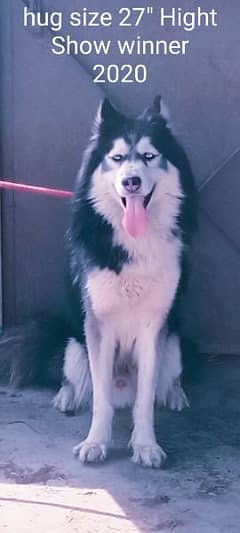 Siberian husky Breeder male