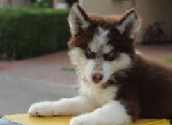 Siberian Husky puppies pair