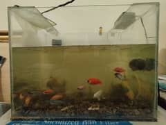 fish aquarium for sale