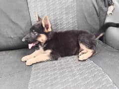 German Shepherd small hair