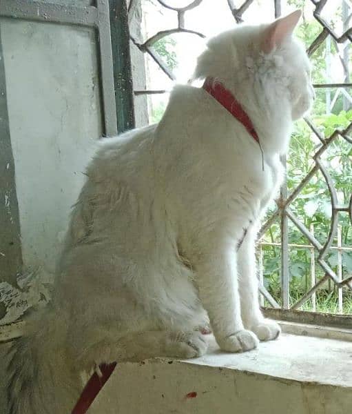 white cat 1