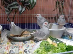 daimand dove white tall hor red dove pair a a available