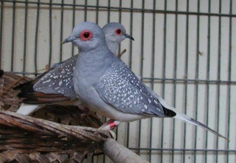 daimand dove white tall hor red dove pair a a available 1