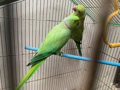 Ringneck Parrots 0